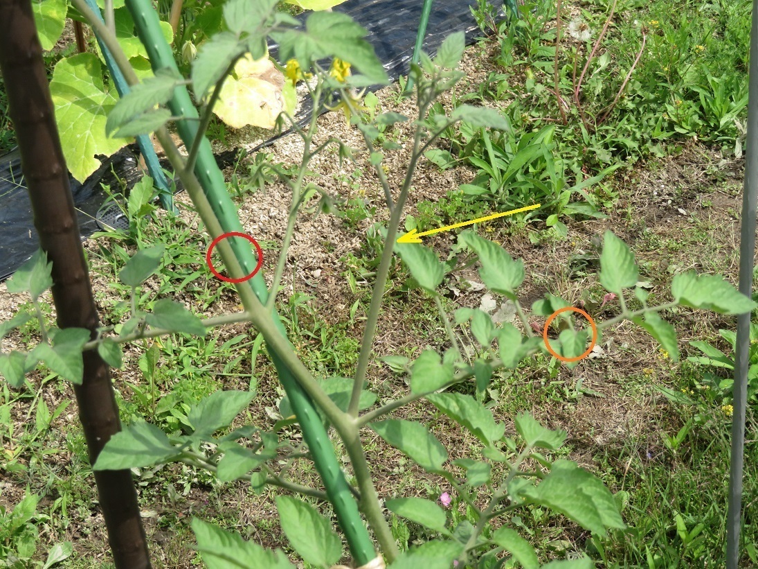 トマトの挿し芽 そろそろ一発目をやっておくかなあ ヒゲおやじの気まま流野菜作り日記