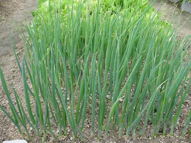 ネギの植え付け 長ネギと葉ネギ！: ヒゲおやじの気まま流野菜作り日記