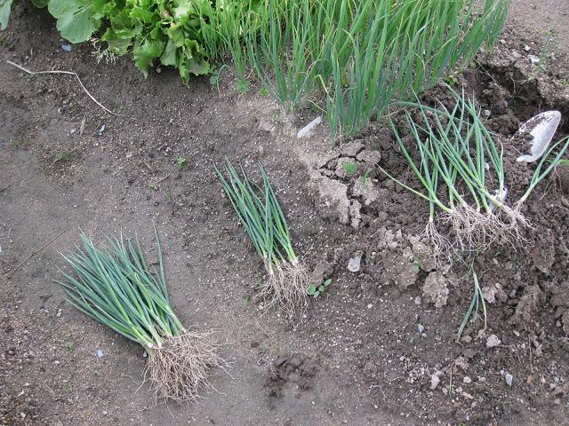 ネギの植え付け 長ネギと葉ネギ！: ヒゲおやじの気まま流野菜作り日記