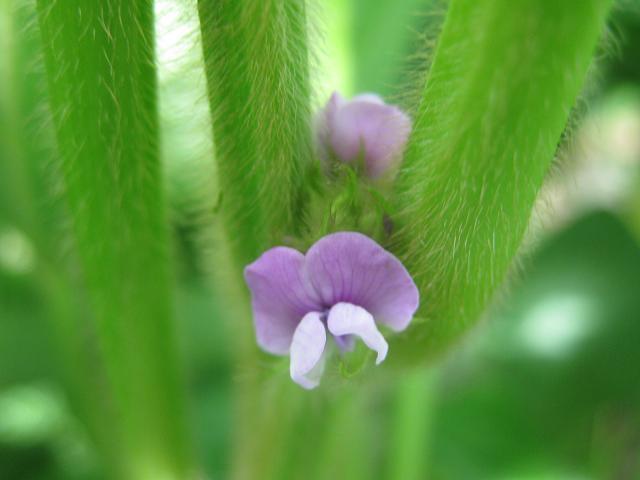 丹波の黒大豆 花が咲いた ヒゲおやじの気まま流野菜作り日記