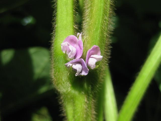 丹波の黒大豆 花が咲いた ヒゲおやじの気まま流野菜作り日記