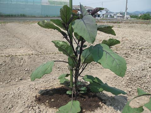 ナスの仕立てと支柱立て 今日は詳細版だよ ヒゲおやじの気まま流野菜作り日記