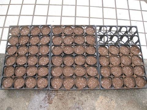 ソラマメの豆刺し！ 知っておくと得する話かも。: ヒゲおやじの